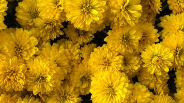 Bir sürü küçük sarı kasımpatı kapatın. Dekorasyon, tasarım ve doğa kavramları için çiçek dokusu ve desen