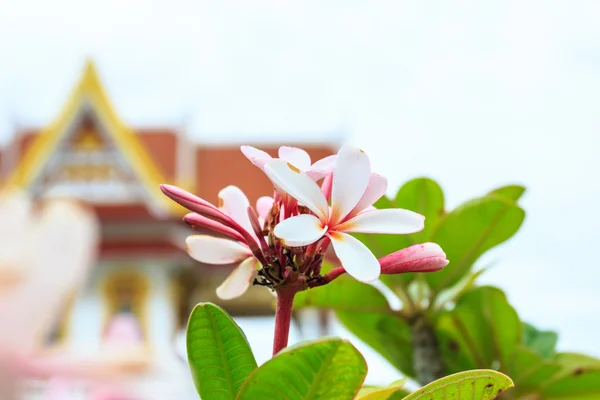 Plumeria — Fotografia de Stock