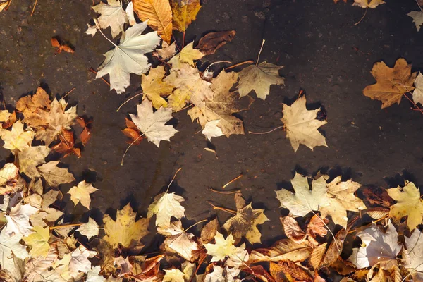Autumn Yellow Maple Leaves Puddle — Stock Photo, Image