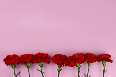 Pembe arka planda bir sıra karanfil çiçeği. Zafer Günü 'nün sembolü. Metin için alanı kopyala