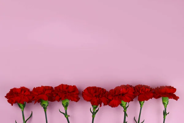 Rad Nejlikor Blommor Rosa Bakgrund Segerdagens Symbol Kopiera Utrymme För — Stockfoto