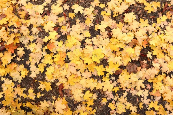 Осіннє Жовте Кленове Листя Зовнішній Фон — стокове фото