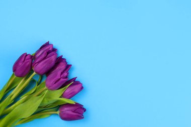 Mavi arka planda mor laleler.