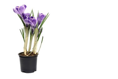 Beyaz arkaplanda yalıtılmış mor kır çiçeği