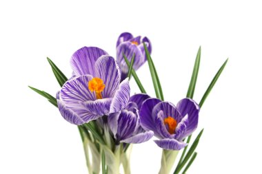 Mor Crocus çiçekleri beyaz arkaplanda izole bir şekilde kapanır