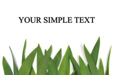 Beyaz üzerine izole edilmiş bir sıra yeşil yaprak. Yukarıdan görüntüle