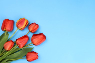 Mavi arka planda kırmızı laleler. Bir kartpostal için boş