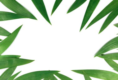 Model, yeşil yapraklı çerçeve. Yukarıdan bak. Metin için boşluk