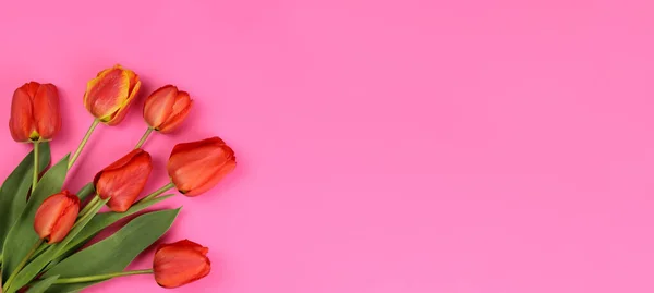 Tulipani Rossi Sfondo Rosa Vuoto Cartoline Biglietti Visita Bandiera Orizzontale — Foto Stock