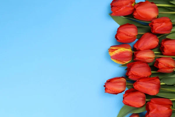 Red Tulips Blue Background Blank Postcard — Stock Photo, Image