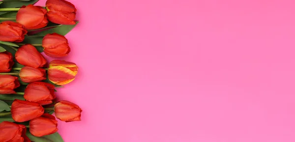 ピンクの背景に赤いチューリップ 郵便はがき 名刺のためのブランク — ストック写真