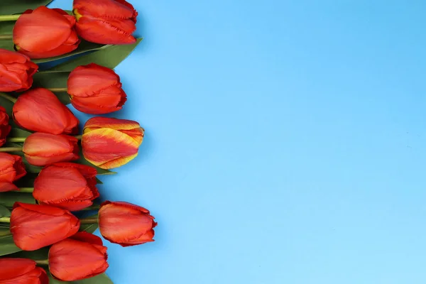 Flores Tulipanes Sobre Fondo Azul — Foto de Stock