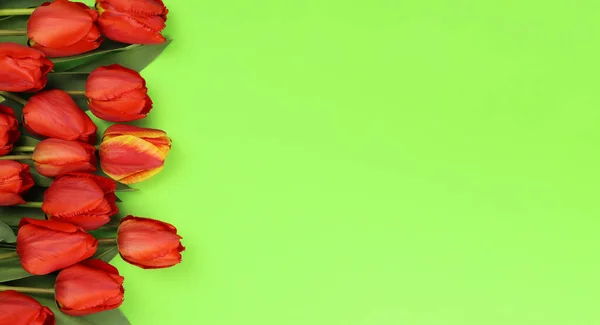 Flowers Tulips Green Background Horizontal Banner — Stock Photo, Image