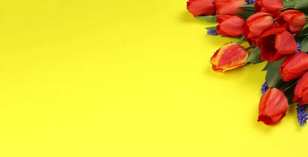 Beautiful Bouquet Red Tulips Yellow Background Space Text Horizontal Banner — Stock Photo, Image