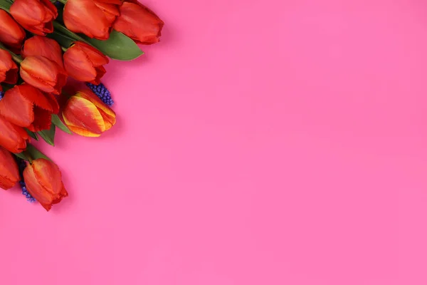 Tulipanes Rojos Sobre Fondo Rosa Blanco Para Una Postal Espacio — Foto de Stock