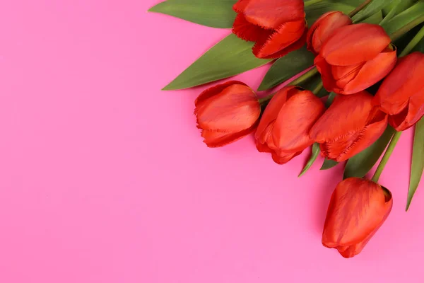 Tulipanes Rojos Sobre Fondo Rosa Blanco Para Una Postal Espacio — Foto de Stock