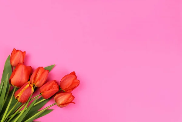 Tulipani Rossi Sfondo Rosa Bianco Cartoline Biglietti Visita — Foto Stock