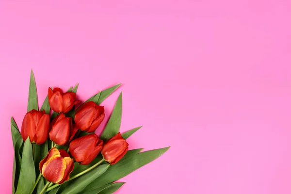 Червоні Тюльпани Рожевому Тлі Бланк Листівок Візиток — стокове фото