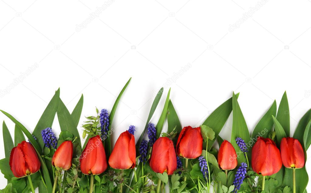 Spring flowers in a row isolated on a white background