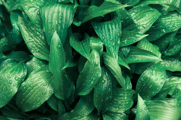 Textura Folhas Verdes Fundo Natural — Fotografia de Stock