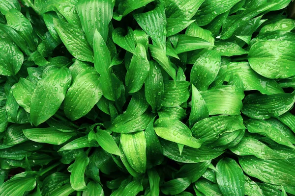 Πράσινα Φύλλα Υφή Φυσικό Υπόβαθρο — Φωτογραφία Αρχείου