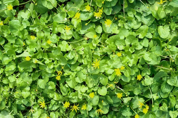 Grüne Blätter Mit Gelben Blüten Textur Natürlicher Hintergrund — Stockfoto