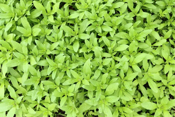 Green Leaves Texture Natural Background — Stock Photo, Image