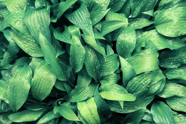 Grüne Blätter Textur Natürlicher Hintergrund — Stockfoto