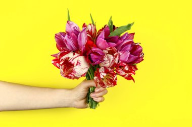 Sarı arka planda bir buket lale olan bir el.