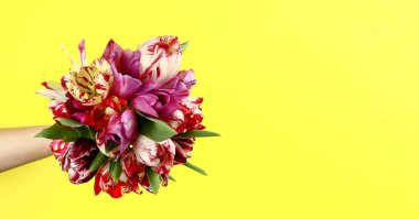 Sarı arka planda bir buket lale olan bir el.