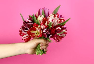 Pembe arka planda bir buket lale ile el.