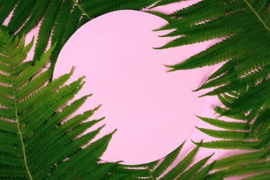 Pembe arka planda tropikal yaz mocap yeşil yaprakları
