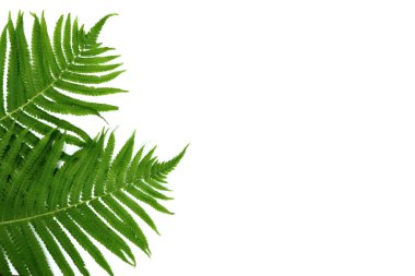 Tropikal yaz afişi, yeşil yapraklar beyazda izole.