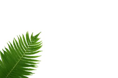 Tropikal yaz afişi, yeşil yapraklar beyazda izole.