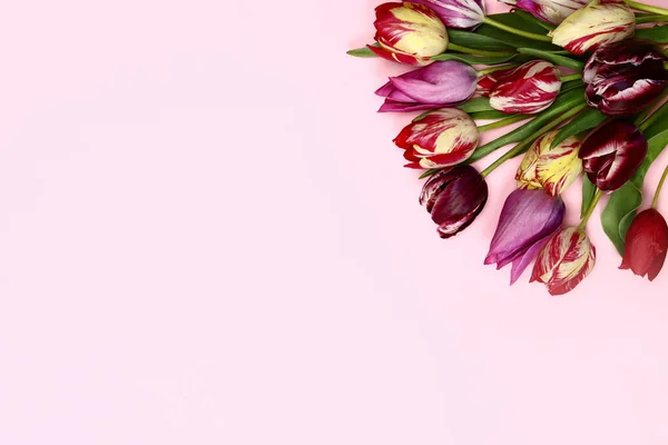 Букет Красивих Тюльпанів Рожевому Фоні Копіювати Простір Тексту — стокове фото