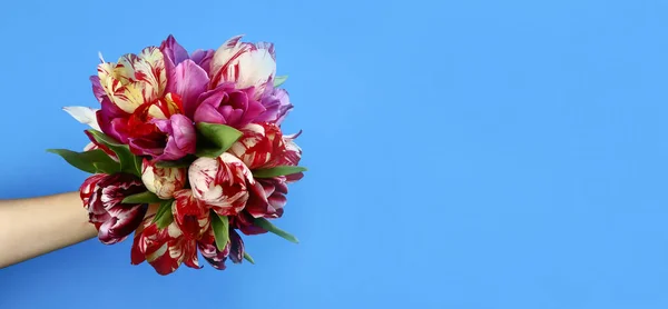 Hand Holding Tulip Bouquet Blue Background Horizontal Banner Copy Space — Stock Photo, Image