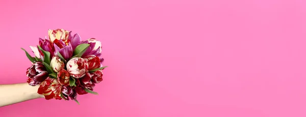 Mano Con Mazzo Tulipani Sfondo Rosa Bandiera Orizzontale Copia Spazio — Foto Stock