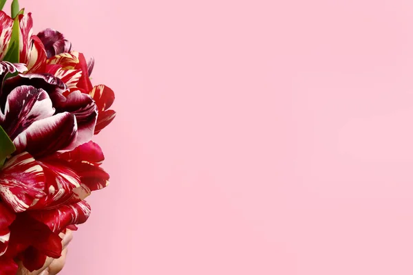 ピンクの背景に美しいチューリップの花束 — ストック写真