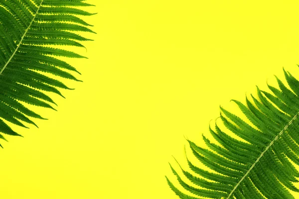 Fundo Verão Tropical Folhas Verdes Fundo Amarelo — Fotografia de Stock