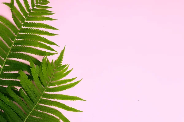熱帯夏のバナーピンクの背景に緑の葉 — ストック写真