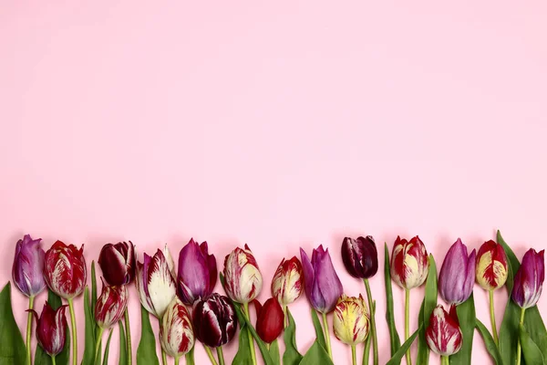 Tulip Flower Spring Frame Pink Background Copy Space Text — Stock Photo, Image