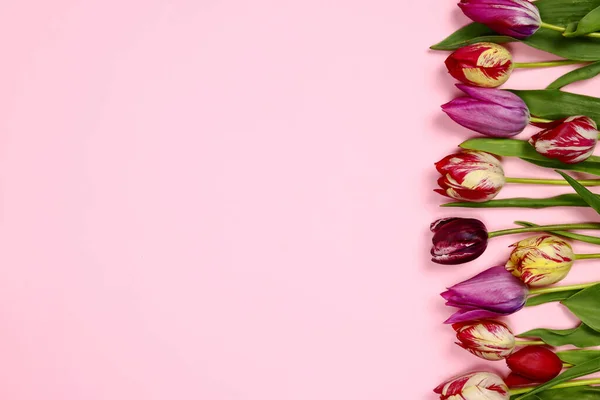 Tulip Flower Spring Frame Pink Background — Stock Photo, Image