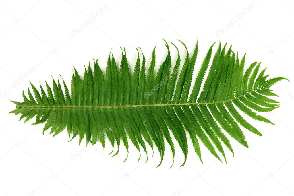 Fern leaf close-up isolated on a white background