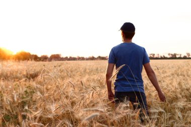 Adam gün batımında bir buğday tarlasında yürüyor.