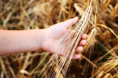 Çocuğun eli buğday kulaklarını yakın plan tutuyor.