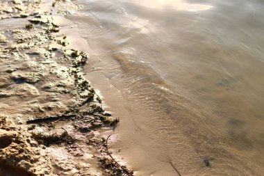Rüzgarlı bir günde sahil şeridi, sahilde yosun..