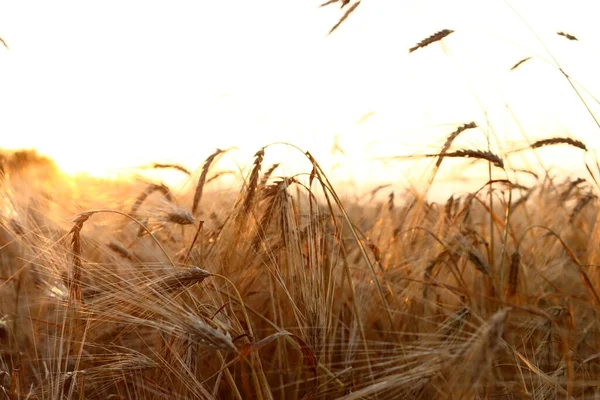 Золотое Пшеничное Поле Концепция Сбора Урожая — стоковое фото