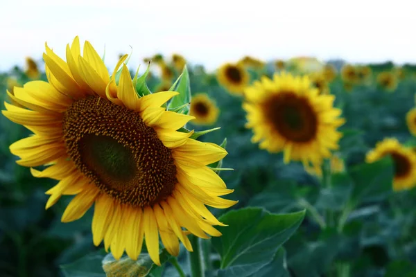 Tournesol Fleurs Dans Champ Close — Photo