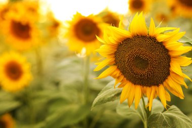 Güneşli bir günde tarlada güzel bir ayçiçeği