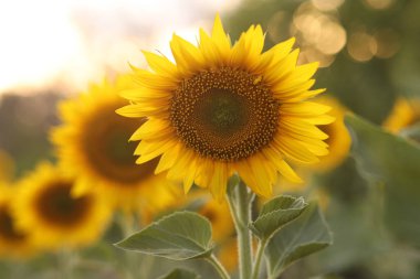 Tarlanın arka planında güzel bir ayçiçeği